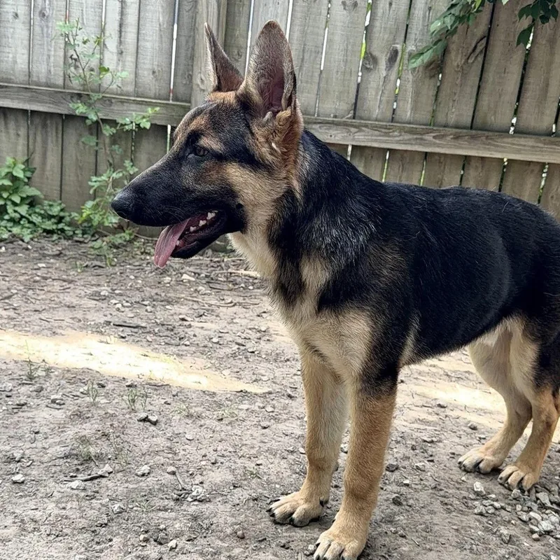 A young medium-sized male Sable German Shepherd Dog dog named Max for adoption in Champaign, IL