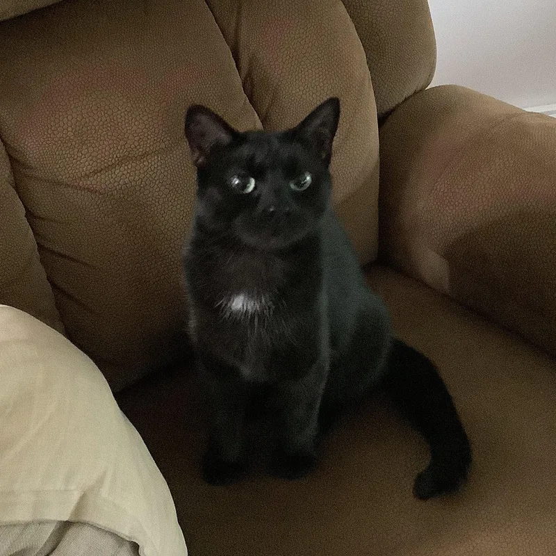 A young medium-sized female Black Domestic Medium Hair cat named Mama for adoption in Northfield, OH