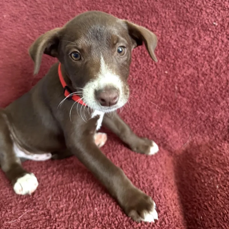 A baby medium-sized male Brown / Chocolate Mixed Breed dog named Gravy for adoption in Pelham, NH