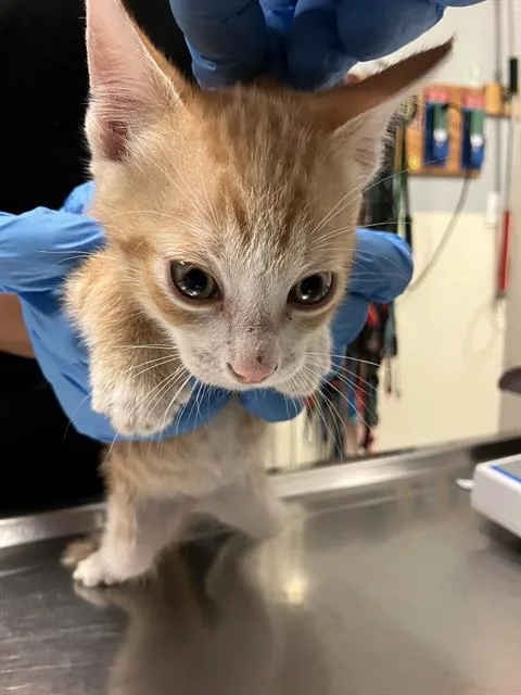 A baby small-sized male Domestic Short Hair cat named Cheddar for adoption in Long Beach, CA