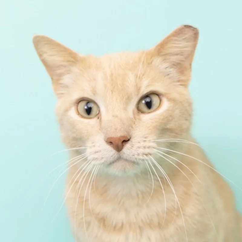 An adult large-sized male Buff / Tan / Fawn Domestic Short Hair cat named Pauly for adoption in Franklin, TN