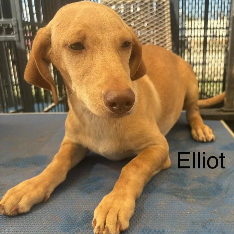 A baby medium-sized male Red / Chestnut / Orange Labrador Retriever dog named Elliot for adoption in Austin, TX