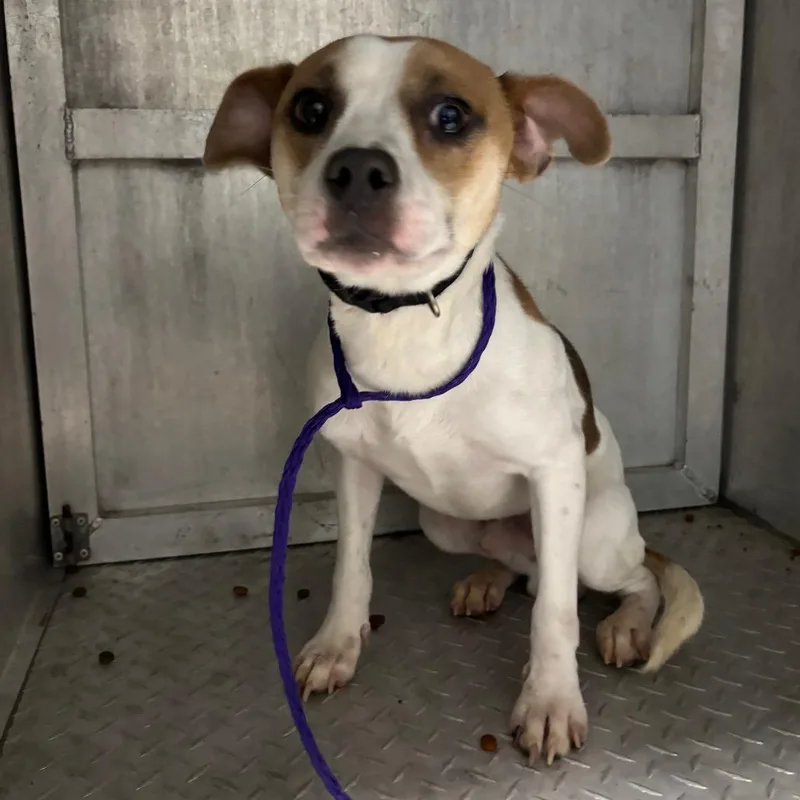 A young medium-sized male Brown / Chocolate Pit Bull Terrier dog named Gravy for adoption in Greensboro, NC