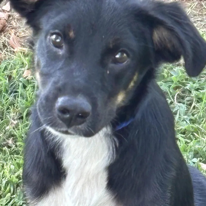 A young medium-sized male Tricolor (Brown, Black, & White) Retriever dog named Tanner for adoption in Chicopee, MA