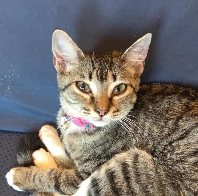 A young medium-sized female Tabby (Buff / Tan / Fawn) Tabby cat named Sage for adoption in Las Cruces, NM