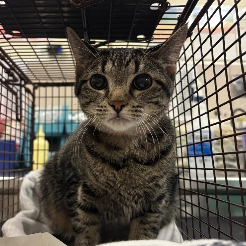 A baby medium-sized female Brown / Chocolate Domestic Short Hair cat named Ivy for adoption in Chicago, IL