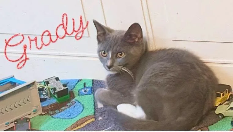 A baby small-sized male Domestic Short Hair cat named Grady for adoption in Fairmont, WV