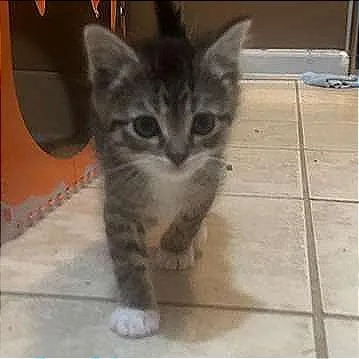 A baby small-sized male Brown / Chocolate Domestic Short Hair cat named Spooky for adoption in Winchester, VA