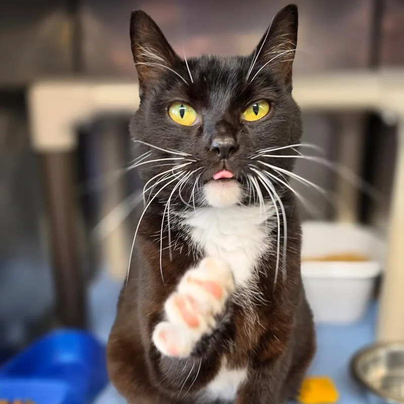 A young small-sized female Black Domestic Short Hair cat named Pepper for adoption in Jefferson city, TN
