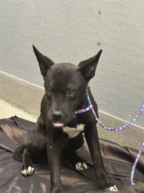A young medium-sized female Labrador Retriever dog named Leslie for adoption in Las Vegas, NV