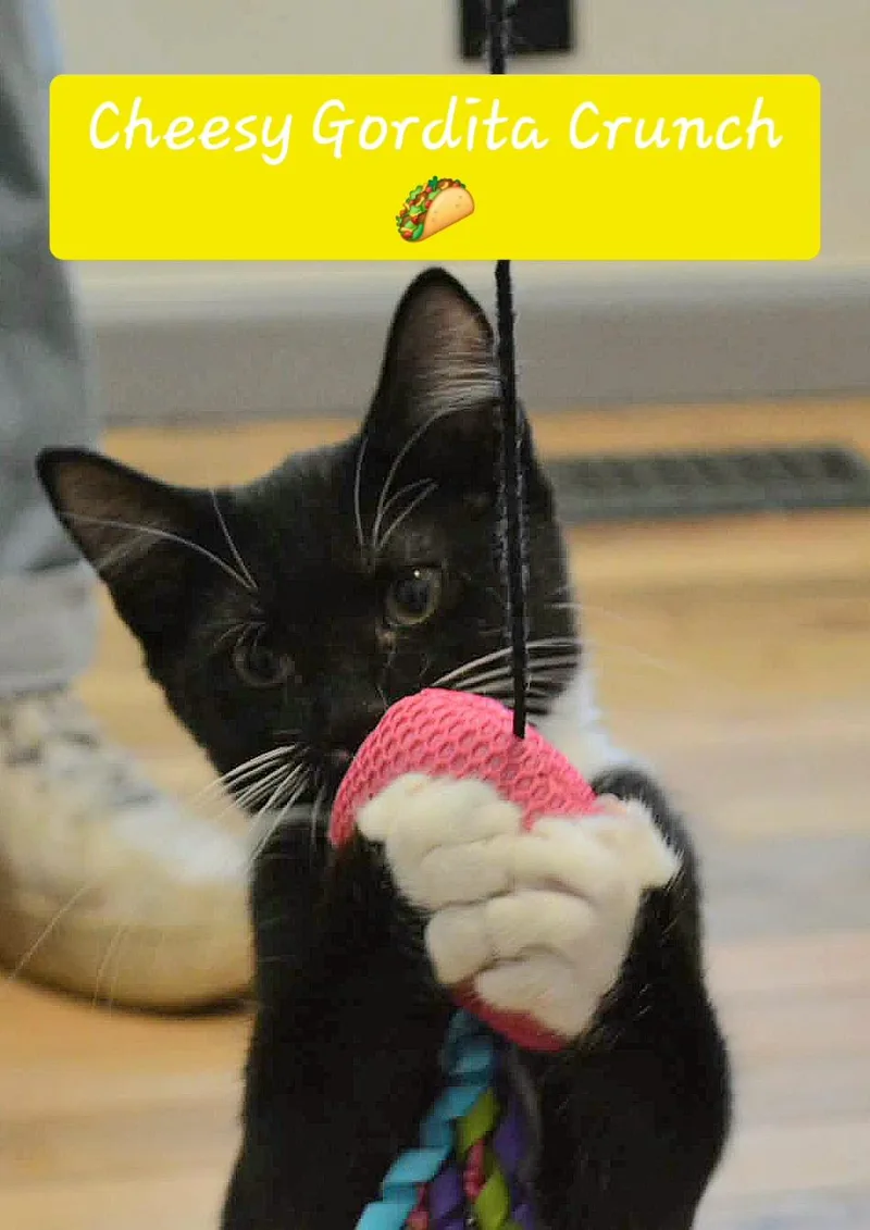 A baby medium-sized male Black & White / Tuxedo Domestic Short Hair cat named Cheesy Gordita Crunch for adoption in Fort Oglethorpe, GA