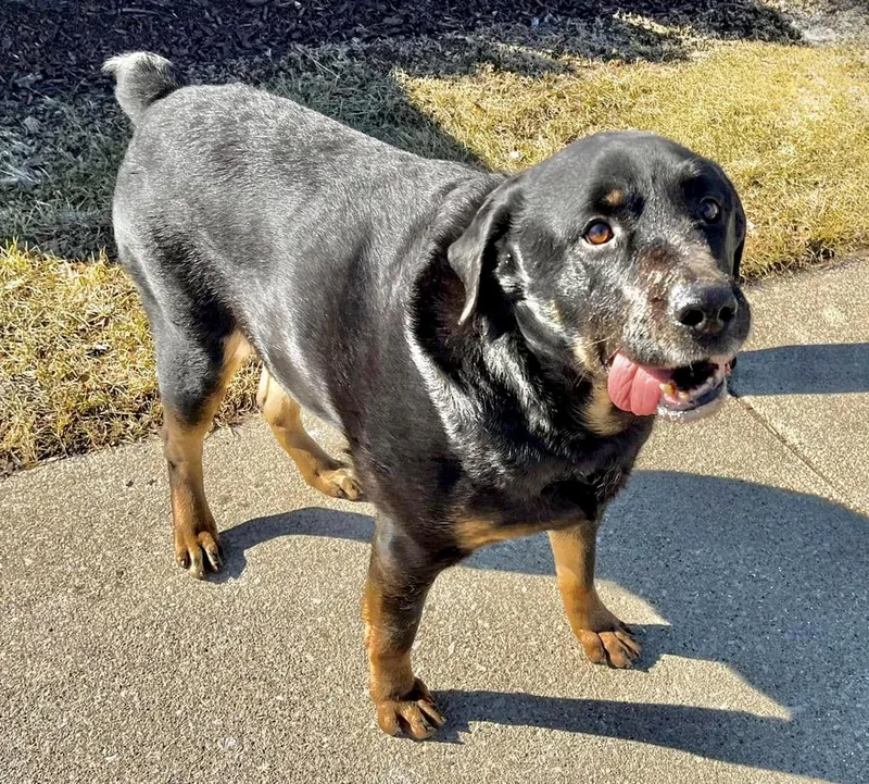 Rags Needs A Forever thumbnail 2