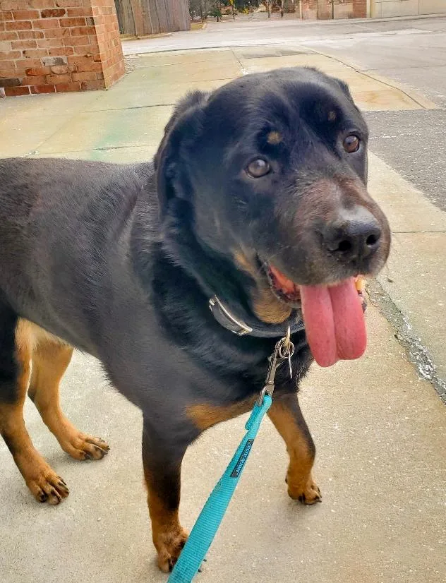 Rags Needs A Forever thumbnail 3