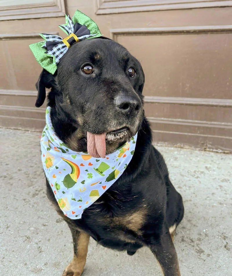 Rags Needs A Forever