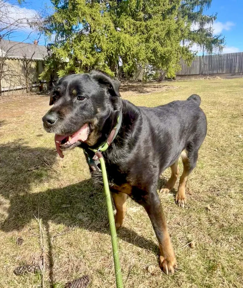 Rags Needs A Forever thumbnail 4