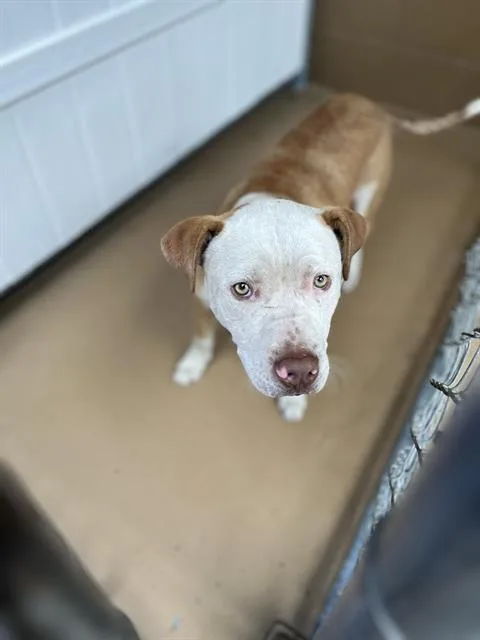 A young medium-sized male Pit Bull Terrier dog named Valentino for adoption in Chula Vista, CA
