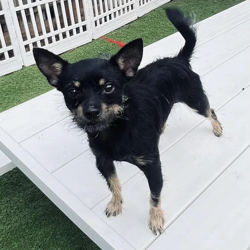 A young small-sized male Bicolor Terrier dog named Chito for adoption in Fort Myers, FL