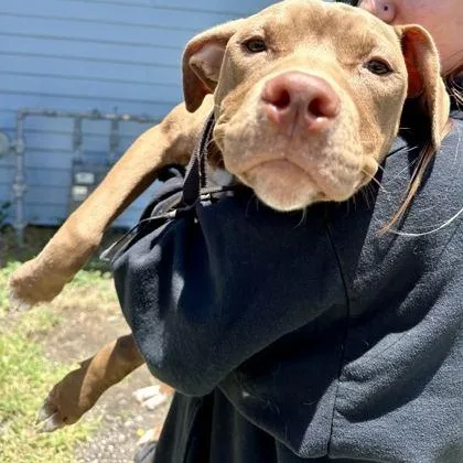 A baby medium-sized female Brown / Chocolate Mixed Breed dog named Tinkerbelle for adoption in Fernandina Beach, FL