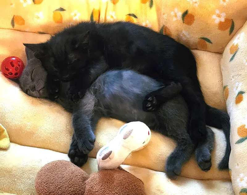 A baby small-sized male Black Domestic Short Hair cat named Tick for adoption in Burbank, CA