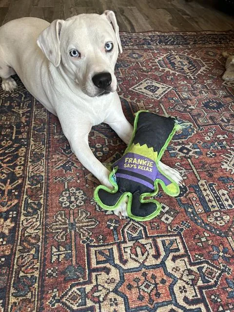 An adult large-sized male American Staffordshire Terrier dog named Dante for adoption in San Antonio, TX