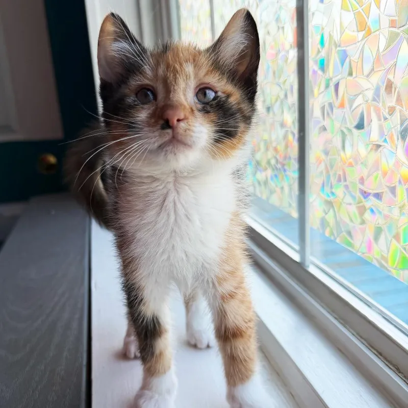 A baby small-sized female Calico Domestic Short Hair cat named Muffin for adoption in Asheville, NC