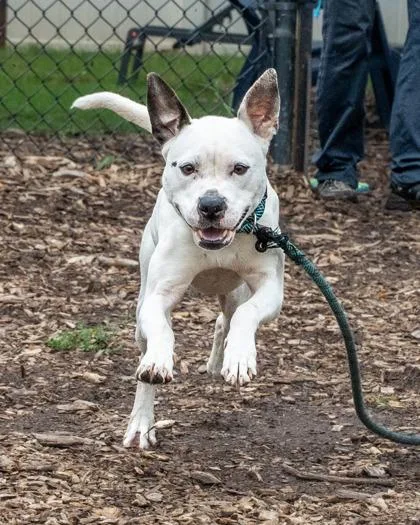 An adult medium-sized female Mixed Breed dog named Studgy for adoption in Chamblee, GA