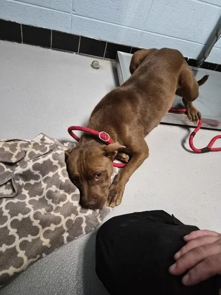 A young medium-sized female Pit Bull Terrier dog named Ic c Alejandro for adoption in Lawrenceville, GA