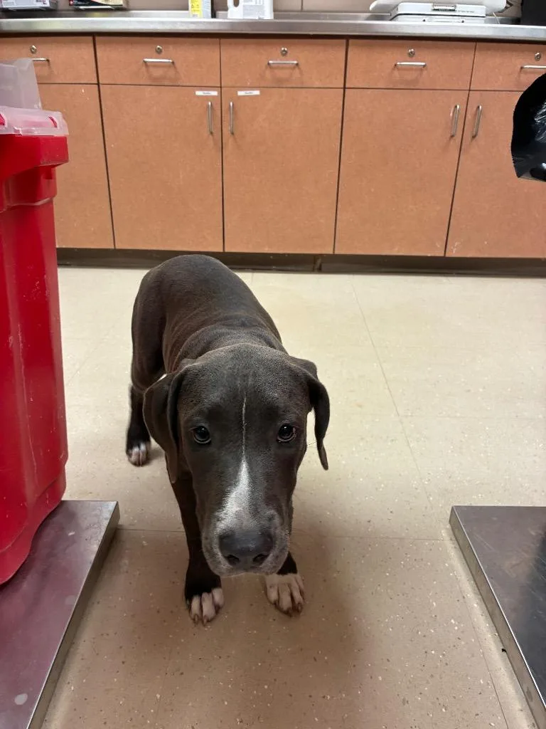 A baby large-sized female Mixed Breed dog named Gemma for adoption in Bossier City, LA