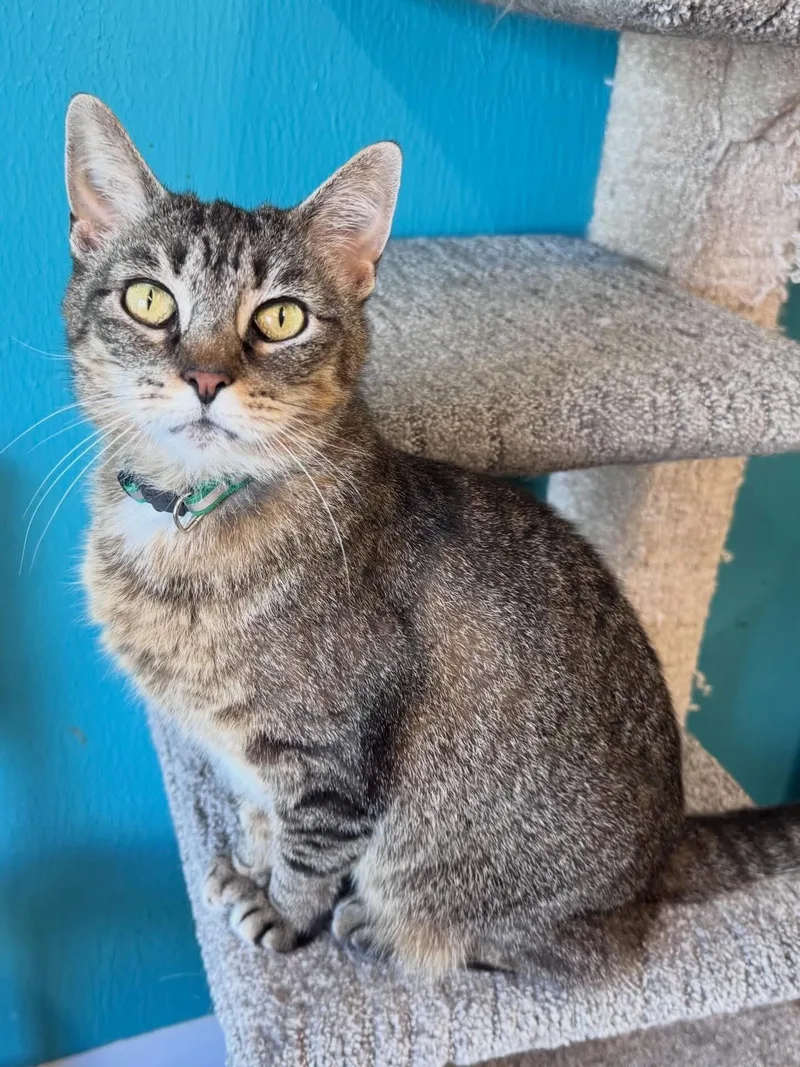 An adult medium-sized female Tabby (Brown / Chocolate) Tabby cat named Kamiko for adoption in Scottsburg, IN