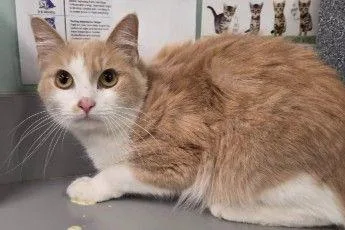 An adult small-sized female Domestic Medium Hair cat named Tofu for adoption in West Chester, PA