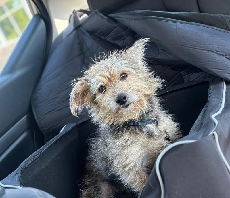 A young small-sized male Yorkshire Terrier dog named Chance for adoption in Dalton, GA
