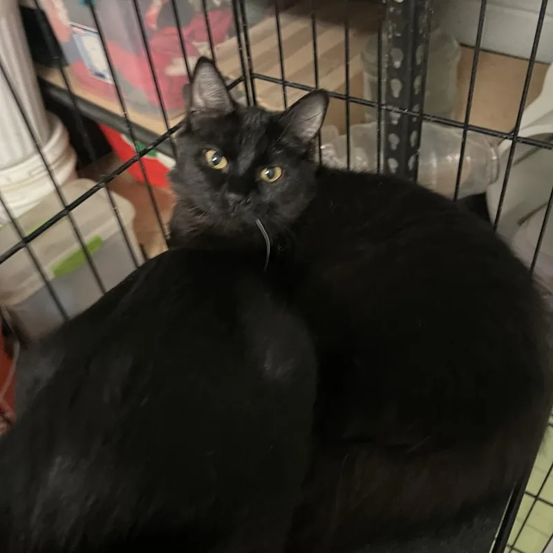 A baby small-sized female Domestic Long Hair cat named Fluffy for adoption in Eufaula, AL