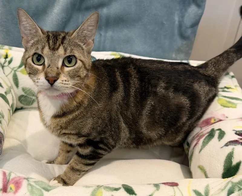 An adult medium-sized female Black & White / Tuxedo Domestic Short Hair cat named Birdie for adoption in Richardson, TX
