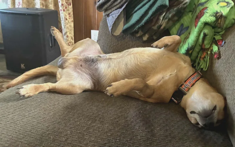 An adult small-sized male Chihuahua dog named Kipper for adoption in McDonough, GA