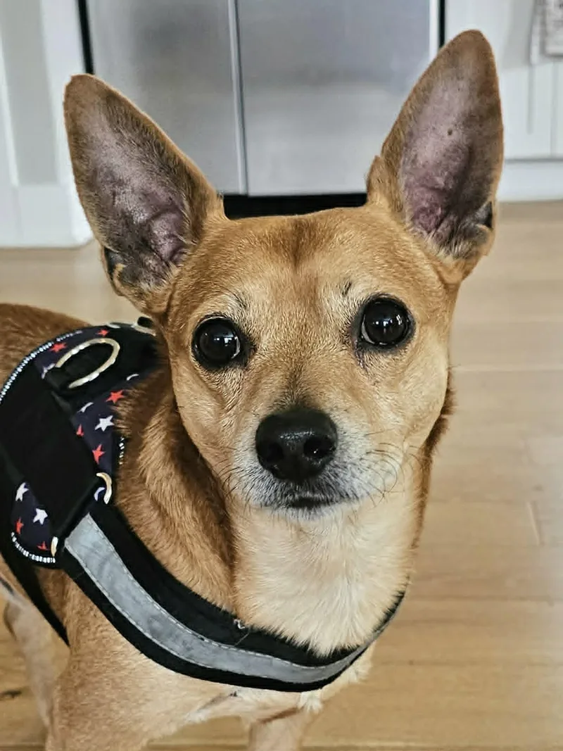 Kipper thumbnail 2