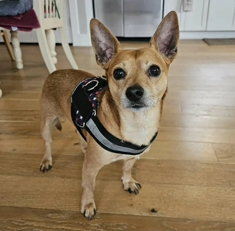 Kipper thumbnail 3