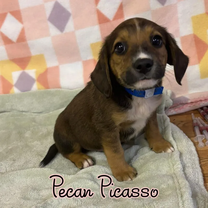 Pecan Picasso