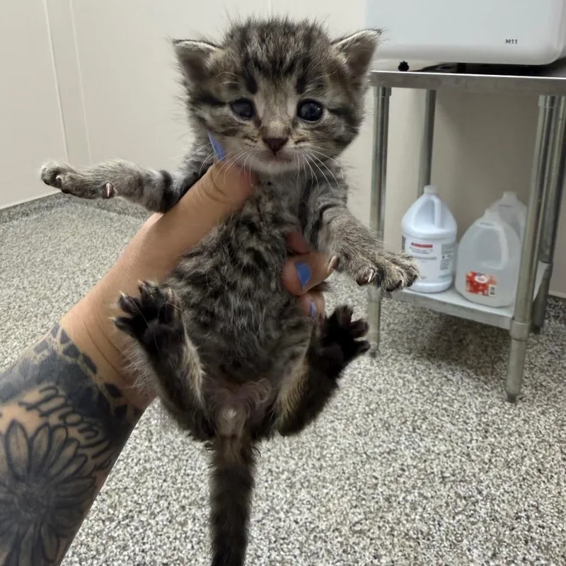 A baby small-sized male Brown / Chocolate Domestic Short Hair cat named Flounder for adoption in Morganton, NC