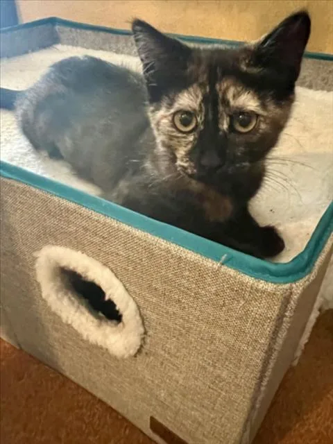 A baby small-sized female Domestic Short Hair cat named Tempranillo for adoption in Woodland, CA