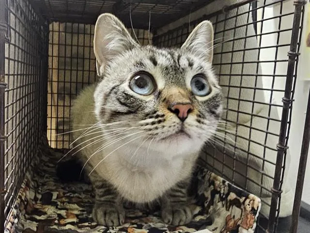 A young small-sized male Domestic Short Hair cat named Colby Jack for adoption in Pueblo, CO
