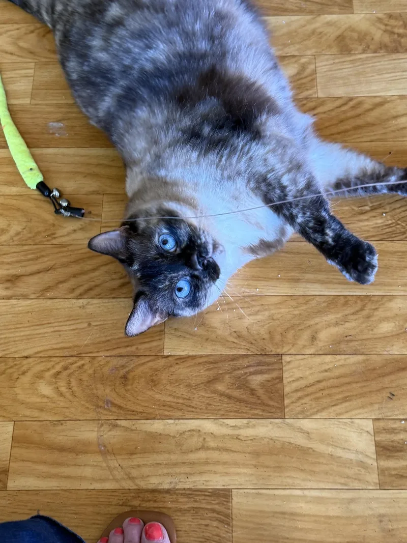 An adult medium-sized female Siamese cat named Millie for adoption in Glendale, CA
