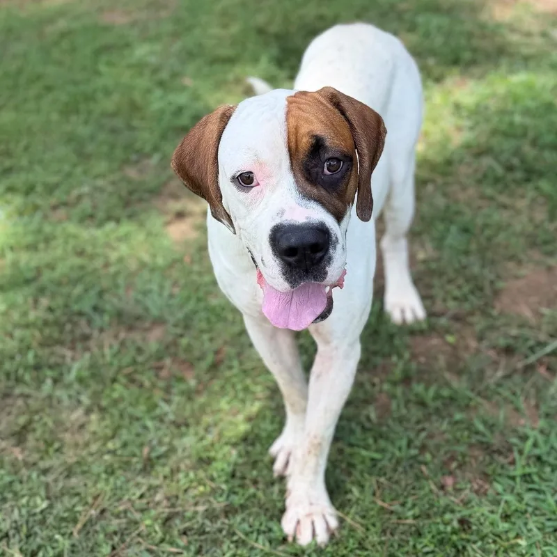 An adult large-sized male Tricolor (Brown, Black, & White) Bulldog dog named Goober for adoption in Summerdale, AL