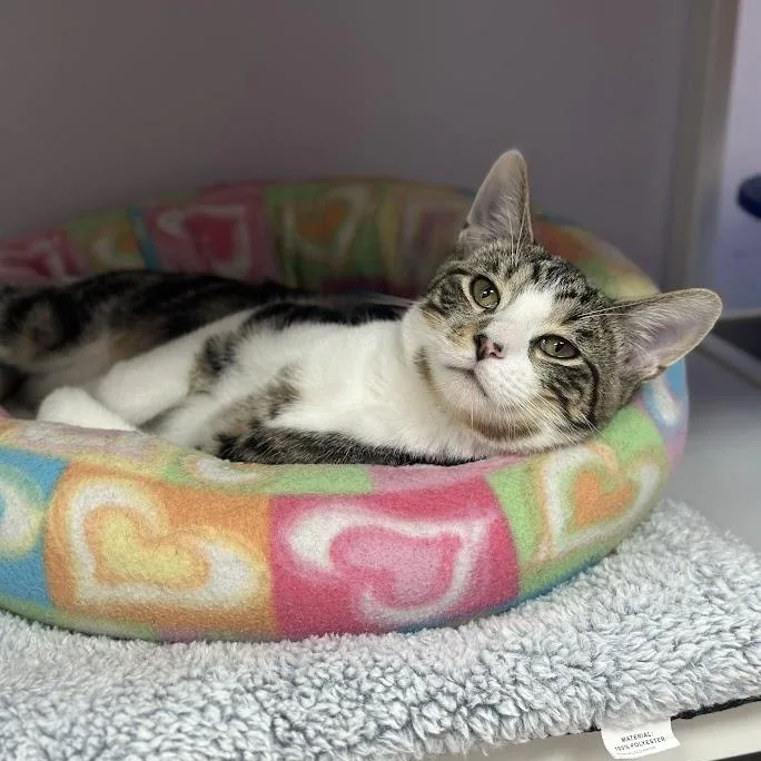 A young small-sized male Tabby (Brown / Chocolate) Domestic Short Hair cat named Watkins for adoption in Grand Rapids, MI