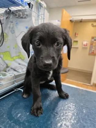 A baby small-sized female Retriever dog named Chanel for adoption in Gainesville, FL