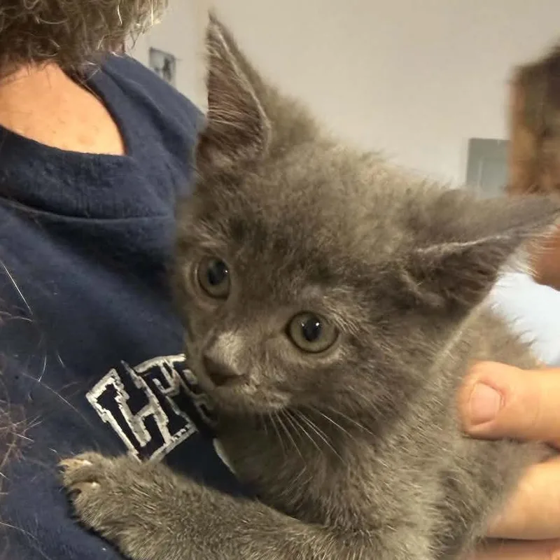 A baby small-sized female Gray / Blue / Silver Domestic Short Hair cat named Captain Crunch for adoption in Stephenville, TX