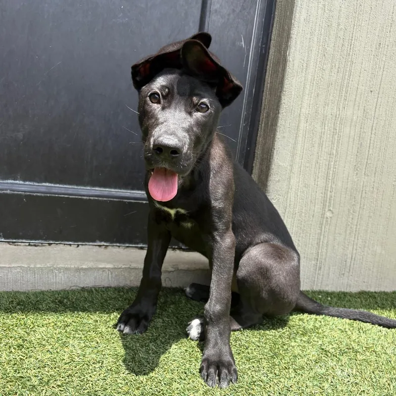 A baby large-sized female Black Great Dane dog named Sienna for adoption in LOXAHATCHEE, FL