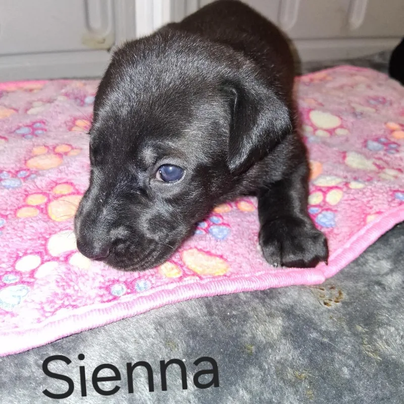 Sienna thumbnail 3