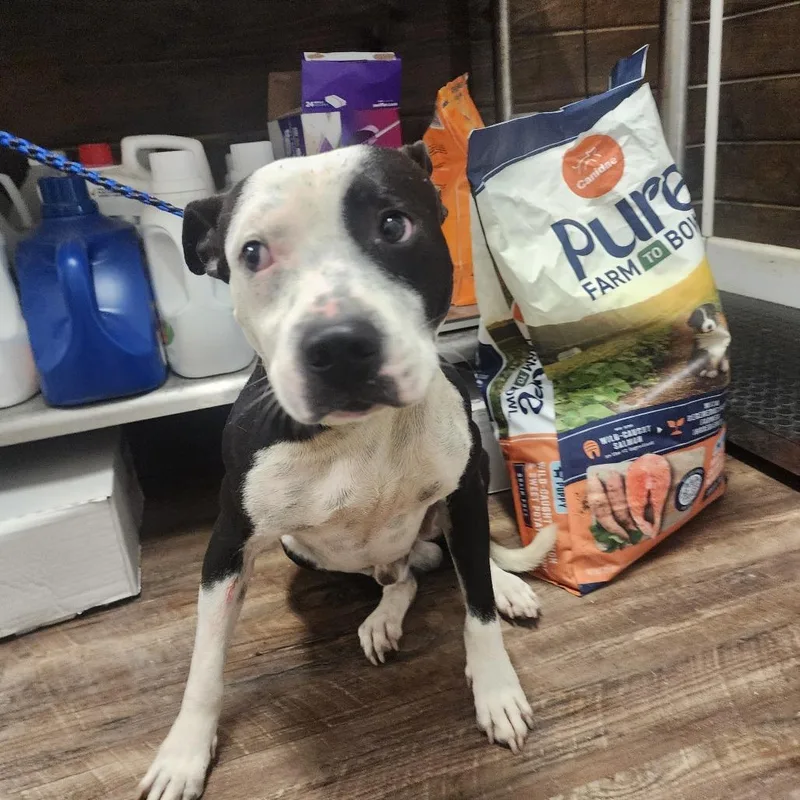 An adult medium-sized male Black Pit Bull Terrier dog named Frankie for adoption in Evensville, TN