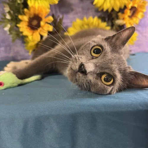 A baby medium-sized female Domestic Short Hair cat named Super Sugar Crisp for adoption in Toms River, NJ