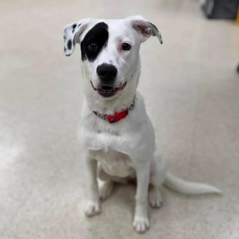 A young medium-sized female White / Cream Labrador Retriever dog named Dottie for adoption in Alexandria, VA